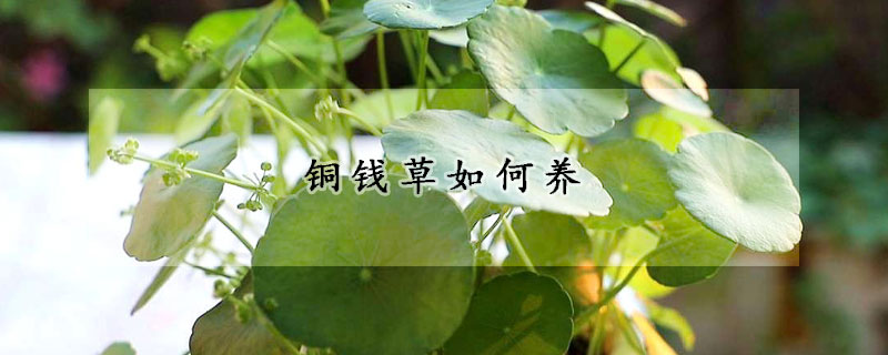 銅錢草如何養(yǎng)