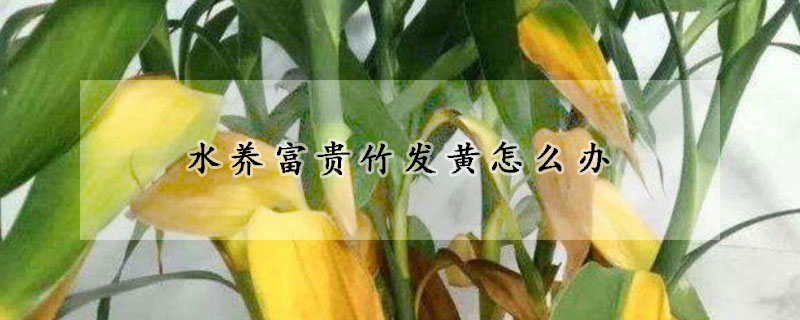 水養(yǎng)富貴竹發(fā)黃怎么辦