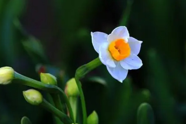 水仙花的生長過程