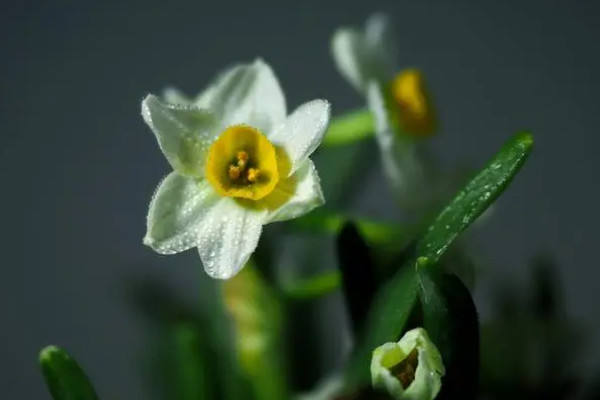 水仙花的生長過程