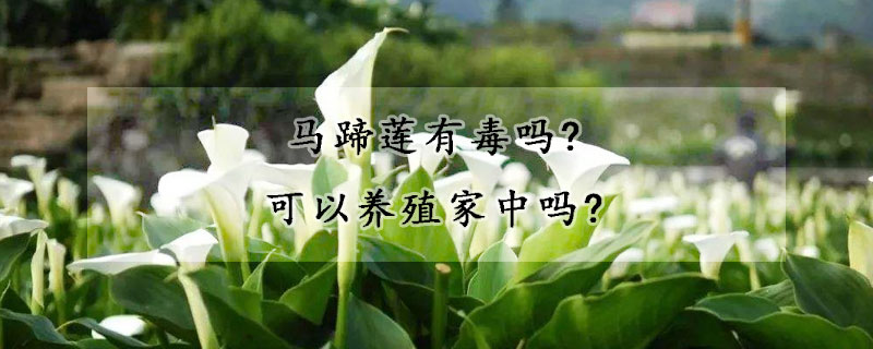 馬蹄蓮有毒嗎?可以養(yǎng)殖家中嗎?