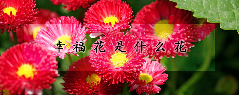 幸福花是什么花