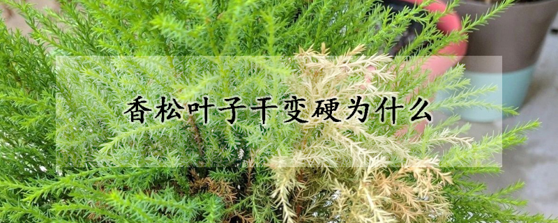 香松葉子干變硬為什么