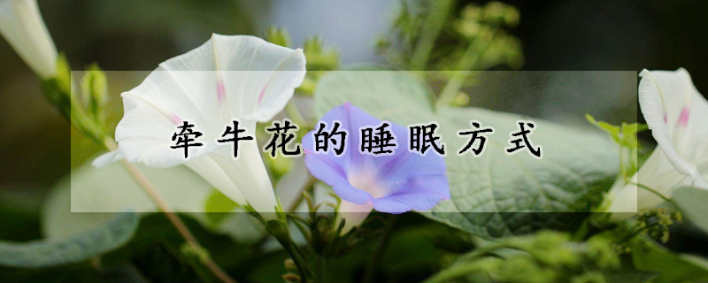 牽牛花的睡眠方式