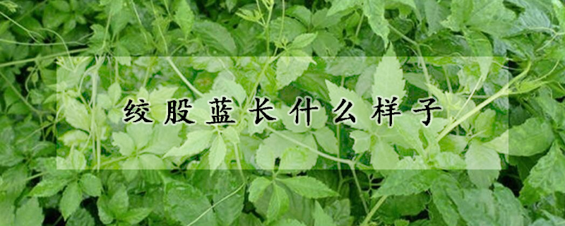 絞股藍長什么樣子