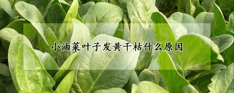 小油菜葉子發(fā)黃干枯什么原因