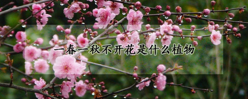 一春一秋不開(kāi)花是什么植物