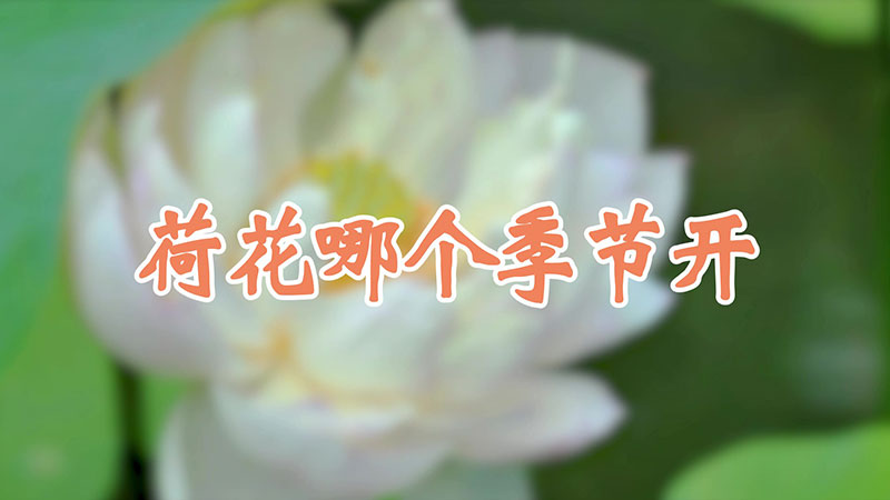 荷花哪個(gè)季節(jié)開