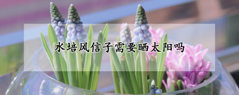 水培風(fēng)信子需要曬太陽(yáng)嗎