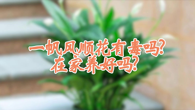 一帆風(fēng)順花有毒嗎?在家養(yǎng)好嗎?