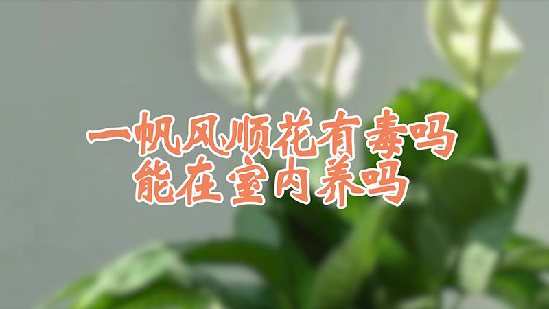 一帆風(fēng)順花有毒嗎 能在室內(nèi)養(yǎng)嗎