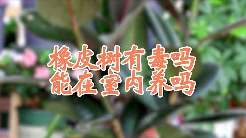 橡皮樹有毒嗎 能在室內養(yǎng)嗎