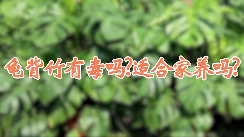 龜背竹有毒嗎?適合家養(yǎng)嗎?