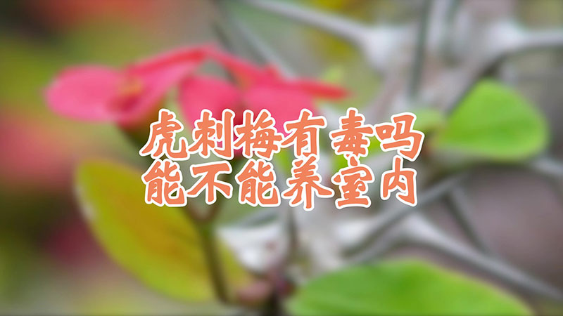 虎刺梅有毒嗎能不能養(yǎng)室內(nèi)