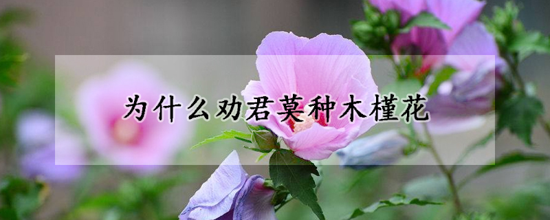 為什么勸君莫種木槿花