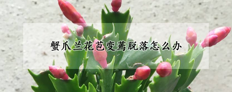 蟹爪蘭花苞變蔫脫落怎么辦