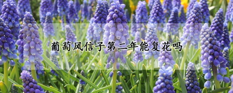 葡萄風(fēng)信子第二年能復(fù)花嗎