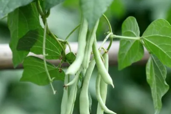 四季豆種植時間和方法溫度