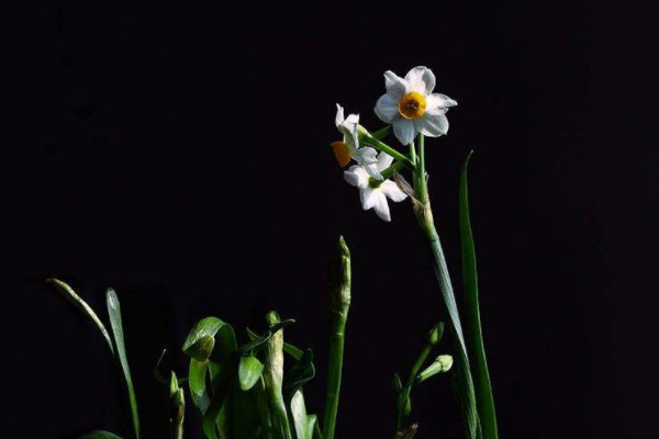 水仙花怎么開得快