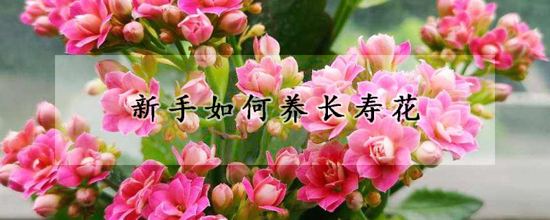 新手如何養(yǎng)長壽花