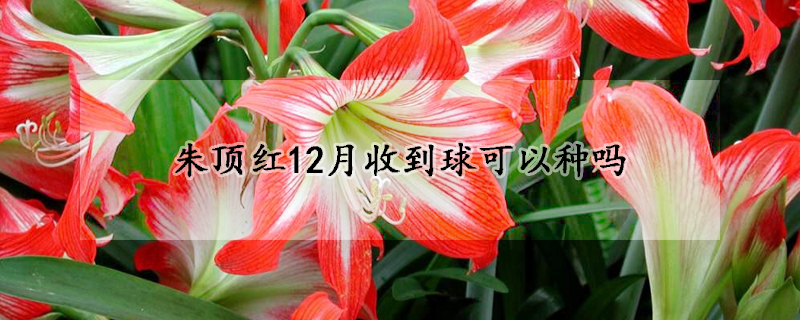 朱頂紅12月收到球可以種嗎