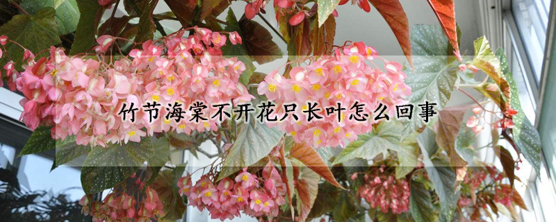 竹節(jié)海棠不開花只長葉怎么回事