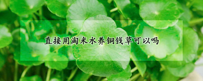 直接用淘米水養(yǎng)銅錢草可以嗎