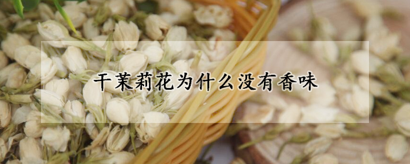 干茉莉花為什么沒(méi)有香味