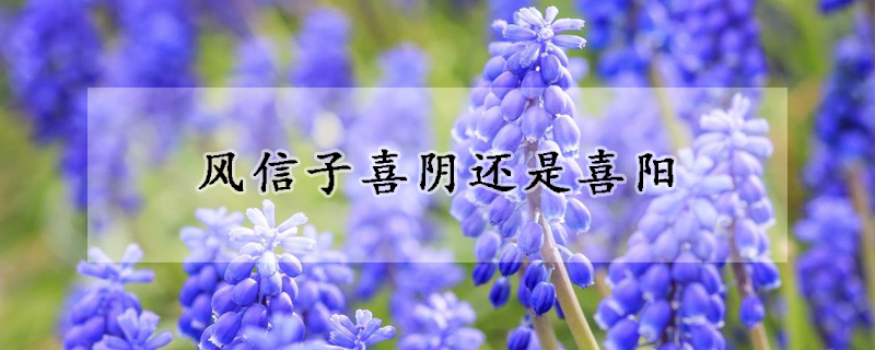 風(fēng)信子喜陰還是喜陽(yáng)