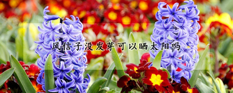 風信子沒發芽可以曬太陽嗎