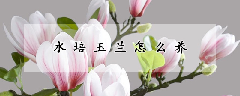 水培玉蘭怎么養(yǎng)