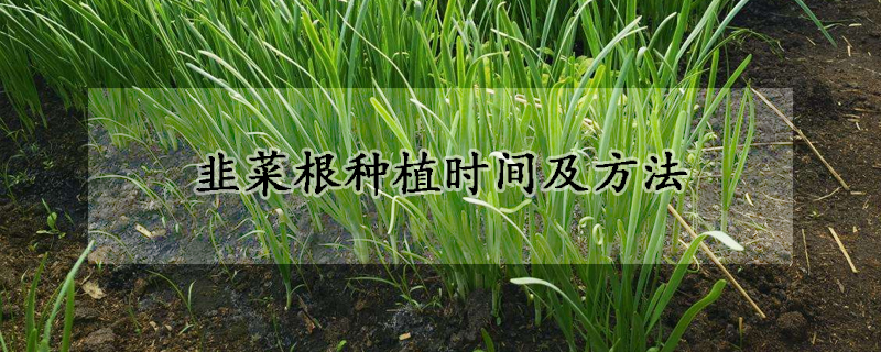 韭菜根種植時間及方法