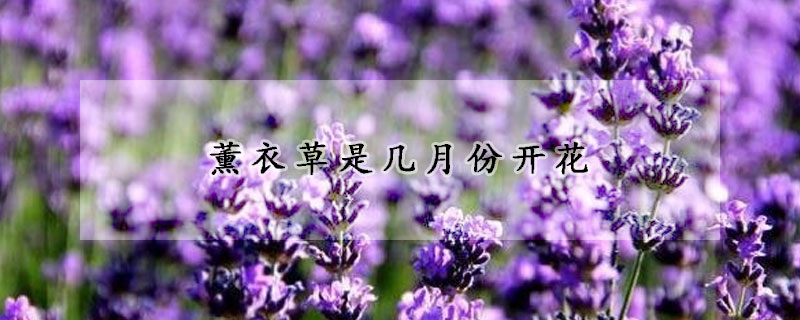 薰衣草是幾月份開花