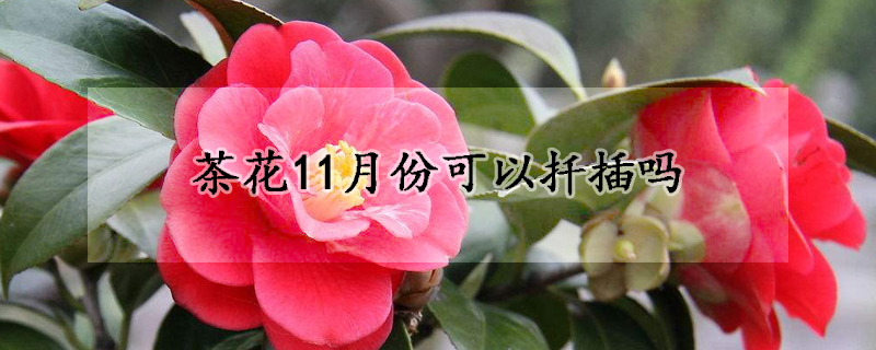 茶花11月份可以扦插嗎