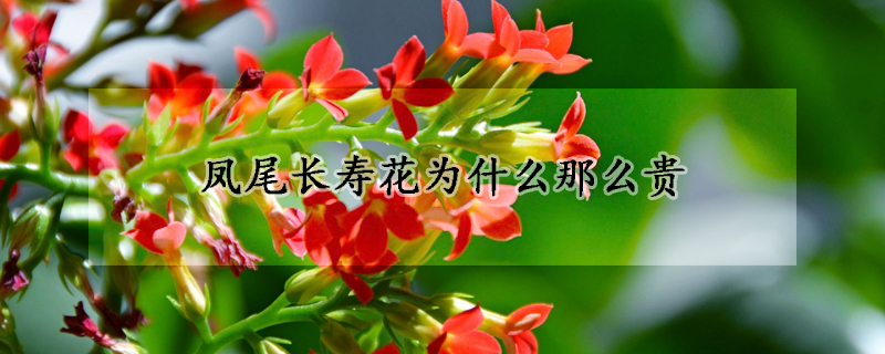 鳳尾長(zhǎng)壽花為什么那么貴