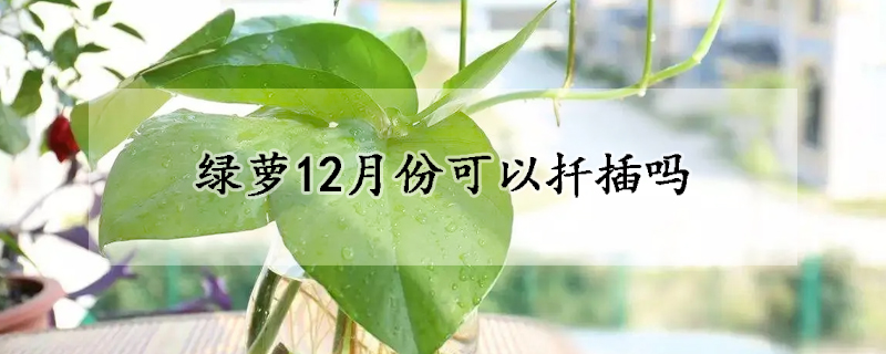 綠蘿12月份可以扦插嗎