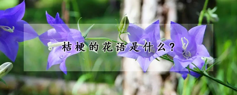 桔梗的花語(yǔ)是什么?