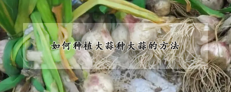 如何種植大蒜種大蒜的方法