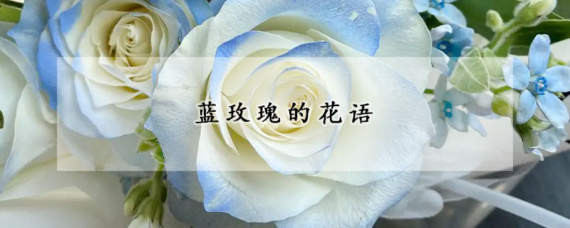 藍(lán)玫瑰的花語