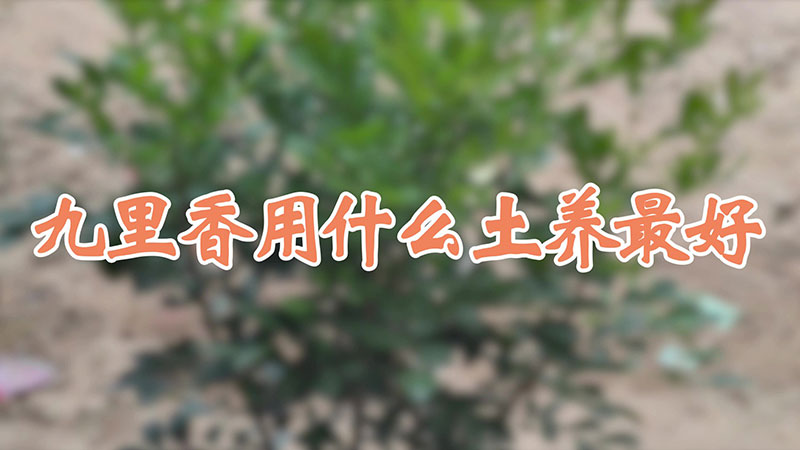 九里香用什么土養最好