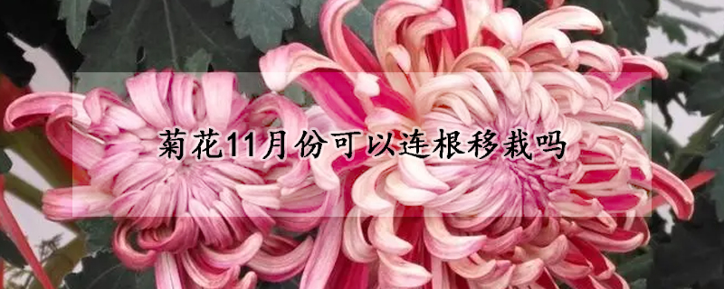 菊花11月份可以連根移栽嗎