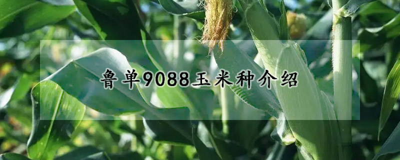 魯單9088玉米種介紹