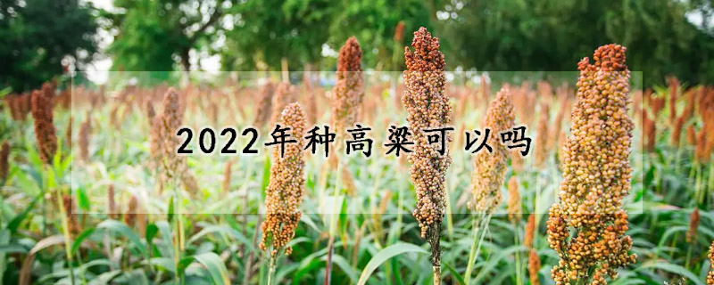 2022年種高粱可以嗎