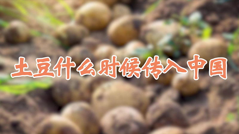 土豆什么時(shí)候傳入中國