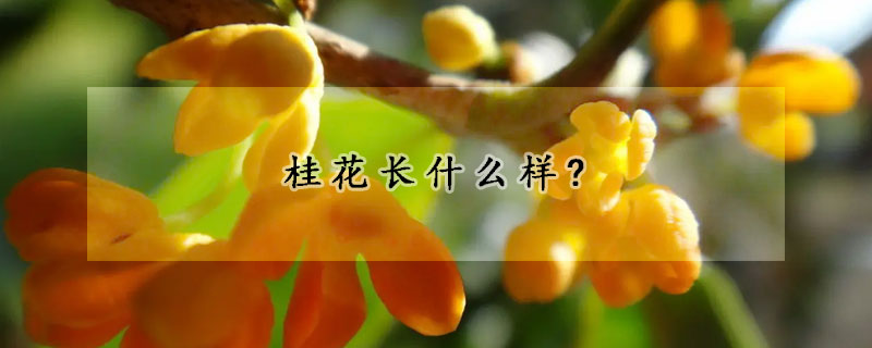 桂花長(zhǎng)什么樣?