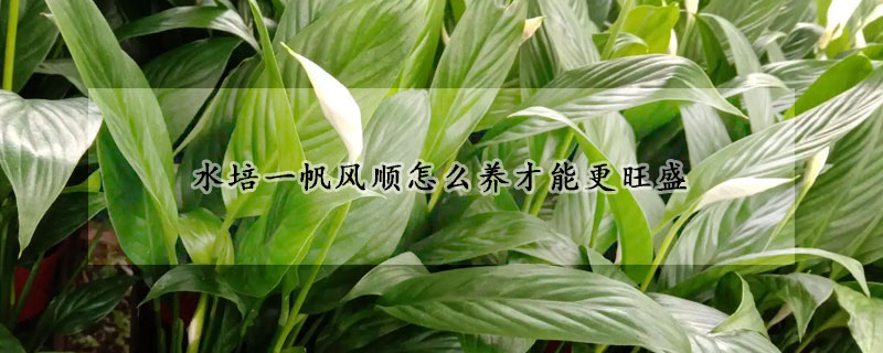 水培一帆風(fēng)順怎么養(yǎng)才能更旺盛