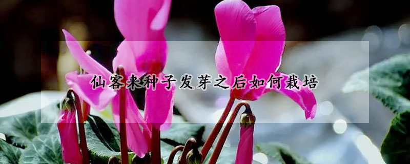 仙客來種子發(fā)芽之后如何栽培