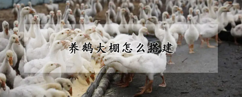 養(yǎng)鵝大棚怎么搭建