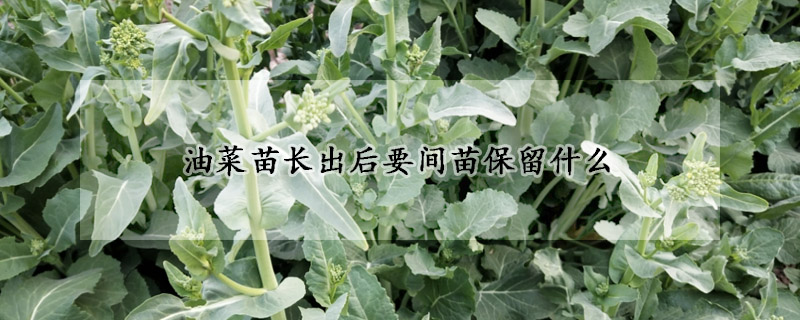 油菜苗長(zhǎng)出后要間苗保留什么