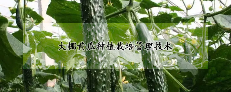 大棚黃瓜種植栽培管理技術